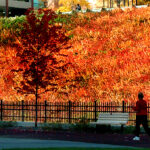Lock-3-Fall-Panorama