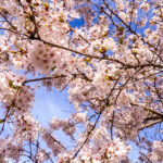 Sakura-Sky-Edited-1